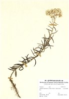 藏品(玉山抱莖籟簫)的圖片